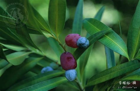 百日青樹|Podocarpus nakaii Hayata 